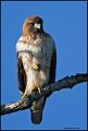 _1SB3222 red-shouldered hawk